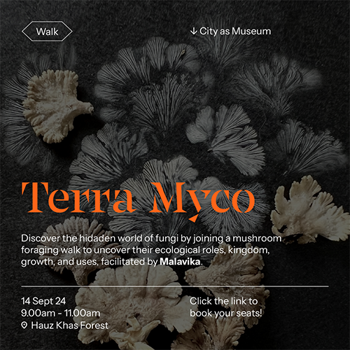 Terra Myco